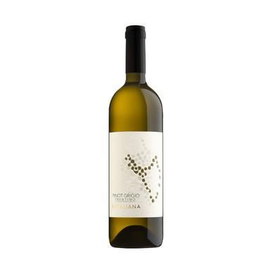 Pinot Grigio Trentino 2023 - Cantina Rotaliana